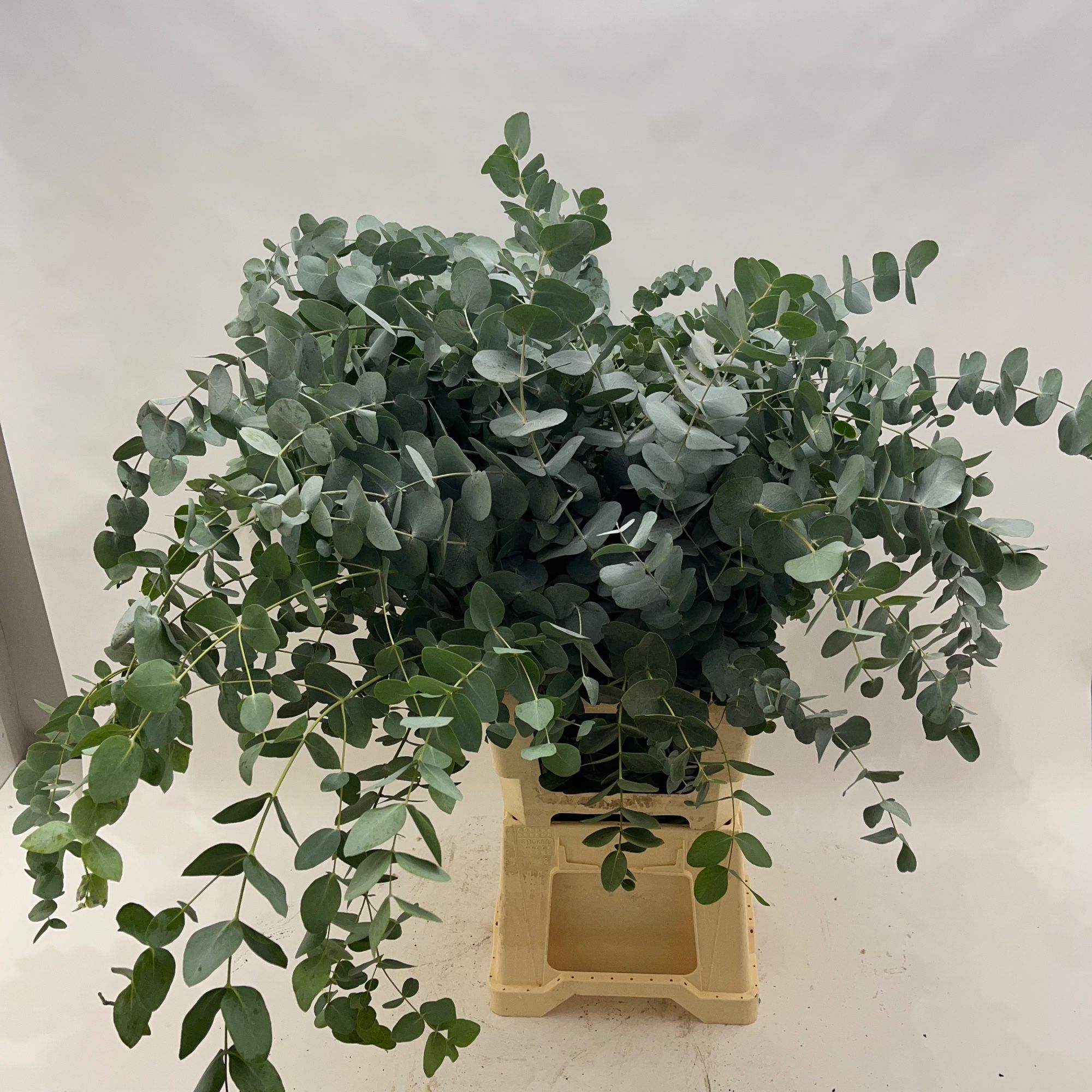 Эвкалипт Цинерея за пучок 90 (зел.), пуч.