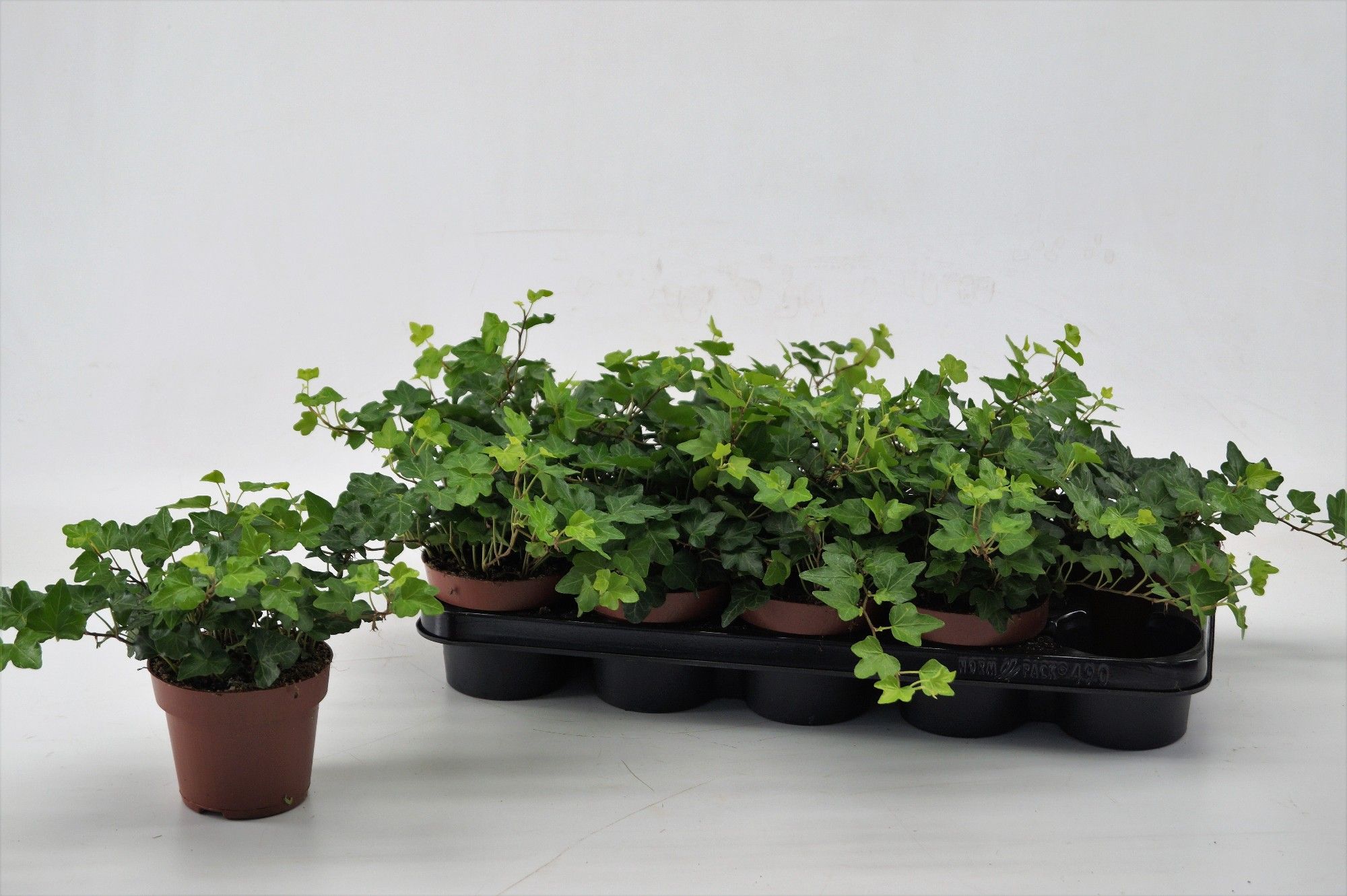 Hedera Wonder 12 cm, D 12