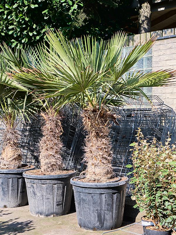 Trithrinax brasiliensis (210-230), D 65