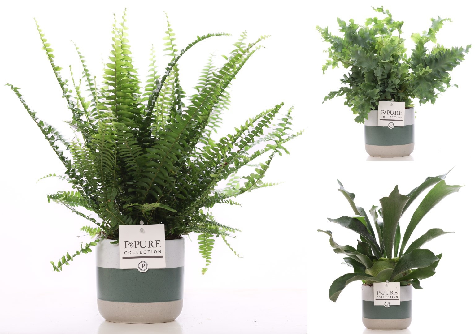 Varens gemengd in P&PURE Lauren ceramics, D 12