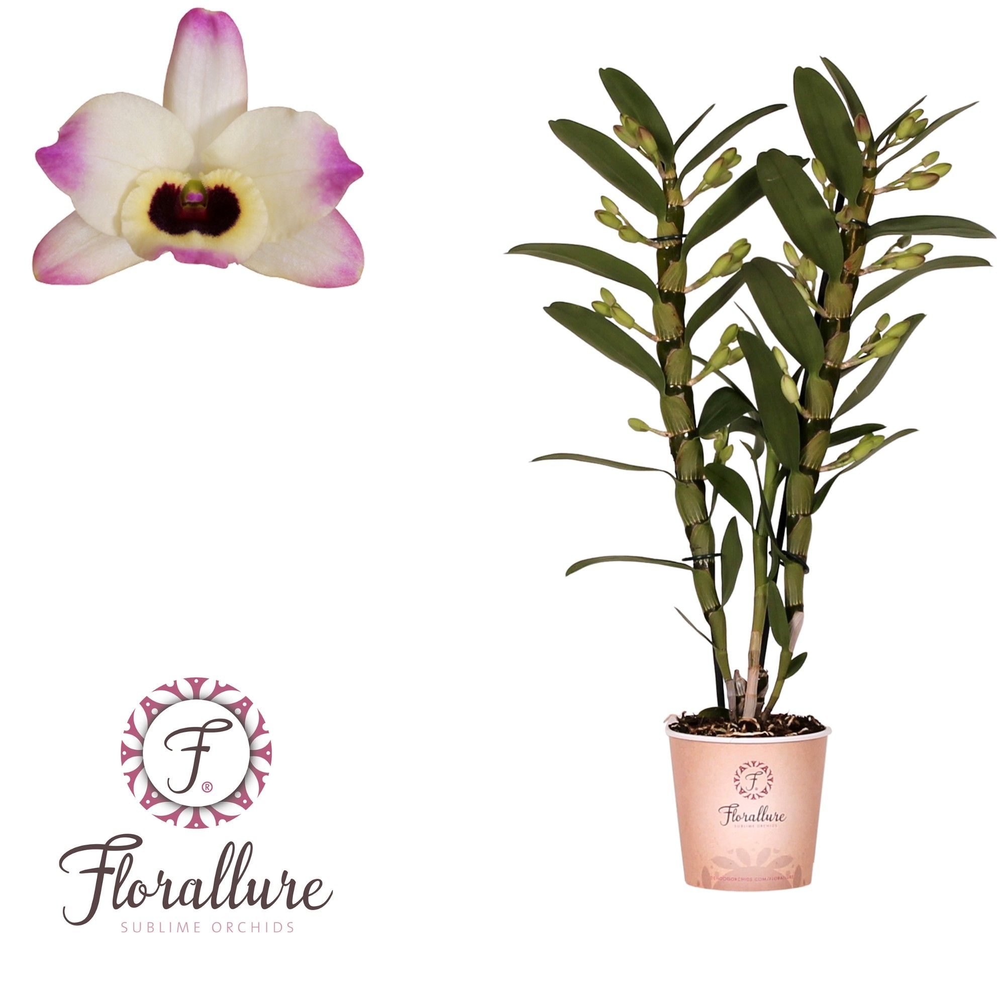 Dendrobium Nobile Sunny eyes 2 stam 14+ tros Florallure, D 12