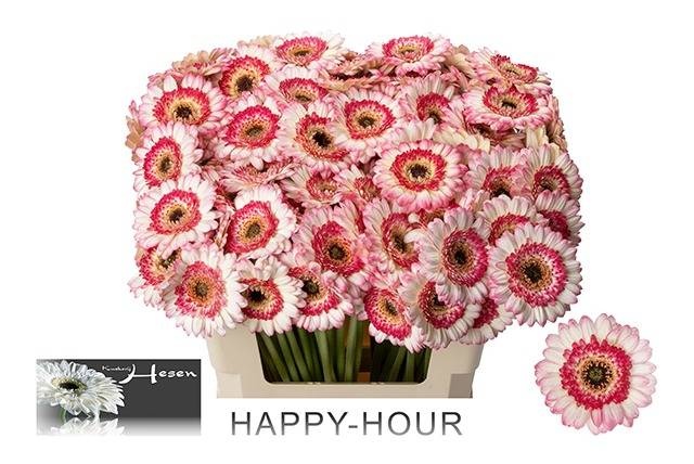 Гермини Хэппи Ауэр, шт.