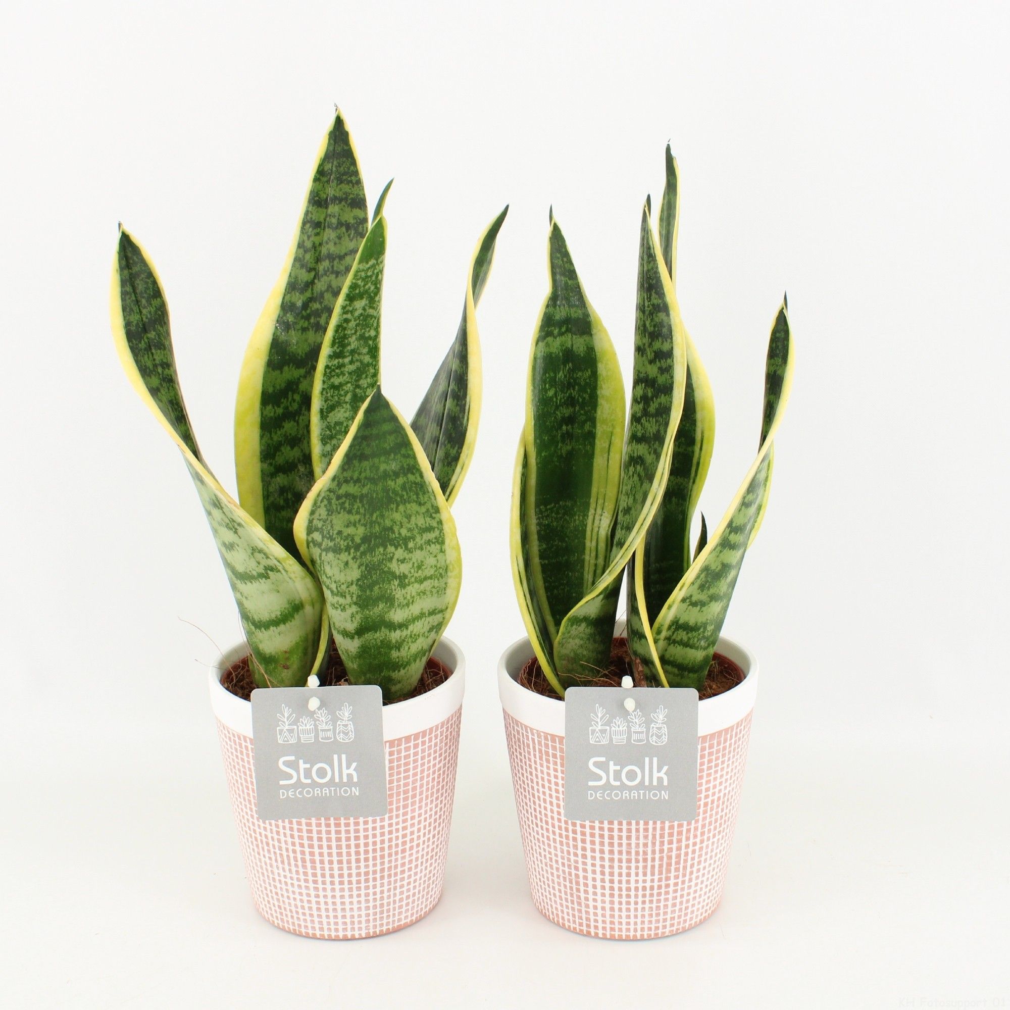 Sansevieria trifasciata Futura Superba in Terracotta keramiek, D 13