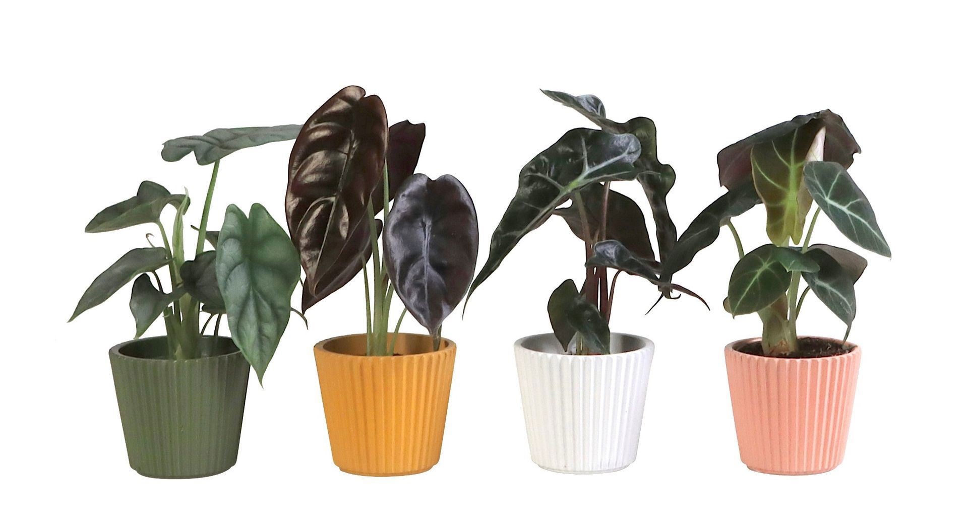 L 65910 with Alocasia Mix 6 cm, D 6