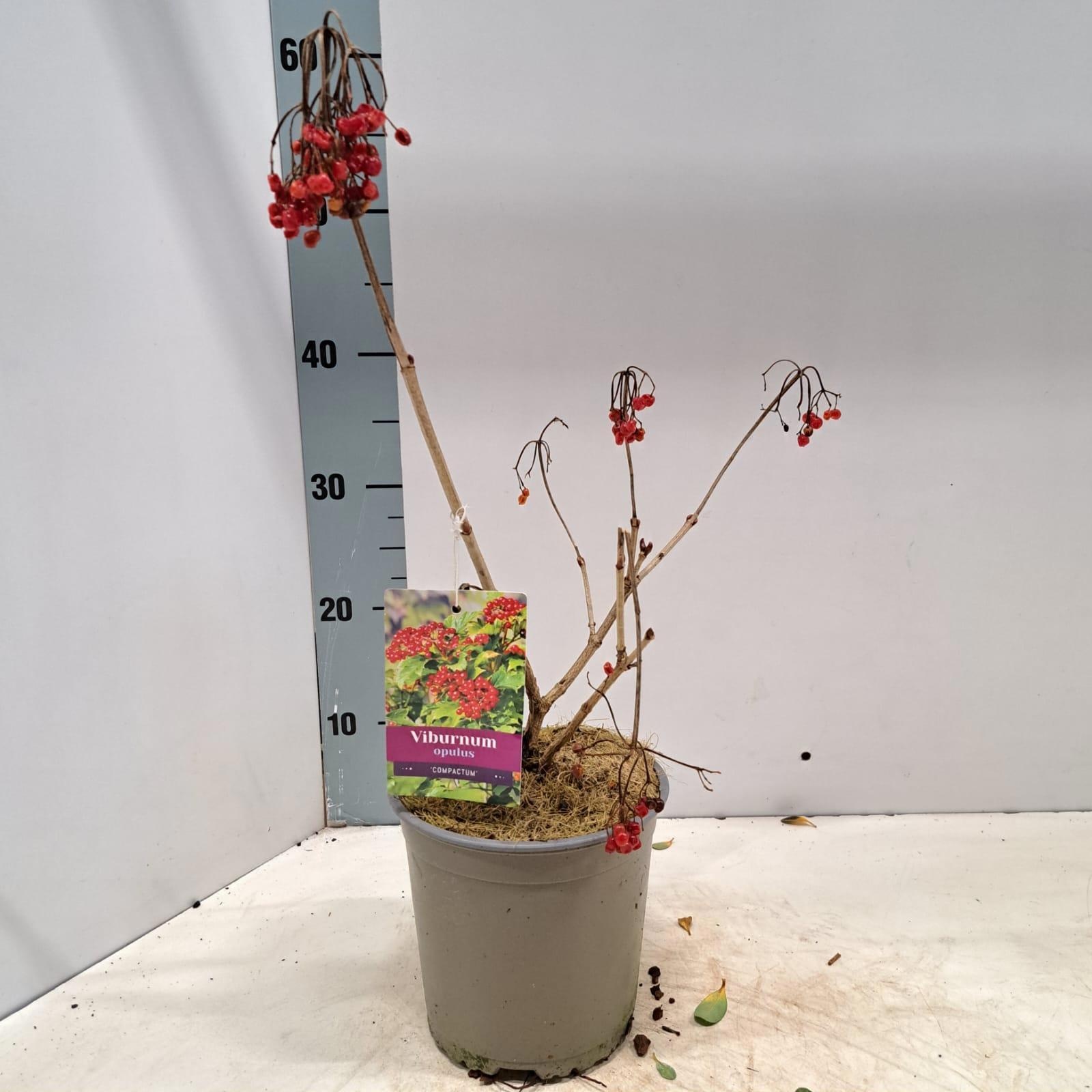 Viburnum opulus 'Compactum', D 17