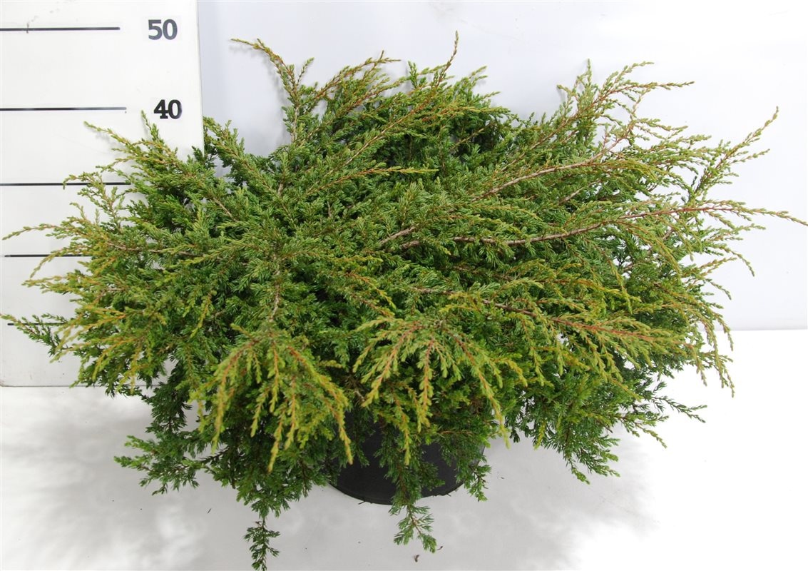 Juniperus comm. 'Repanda', D 32