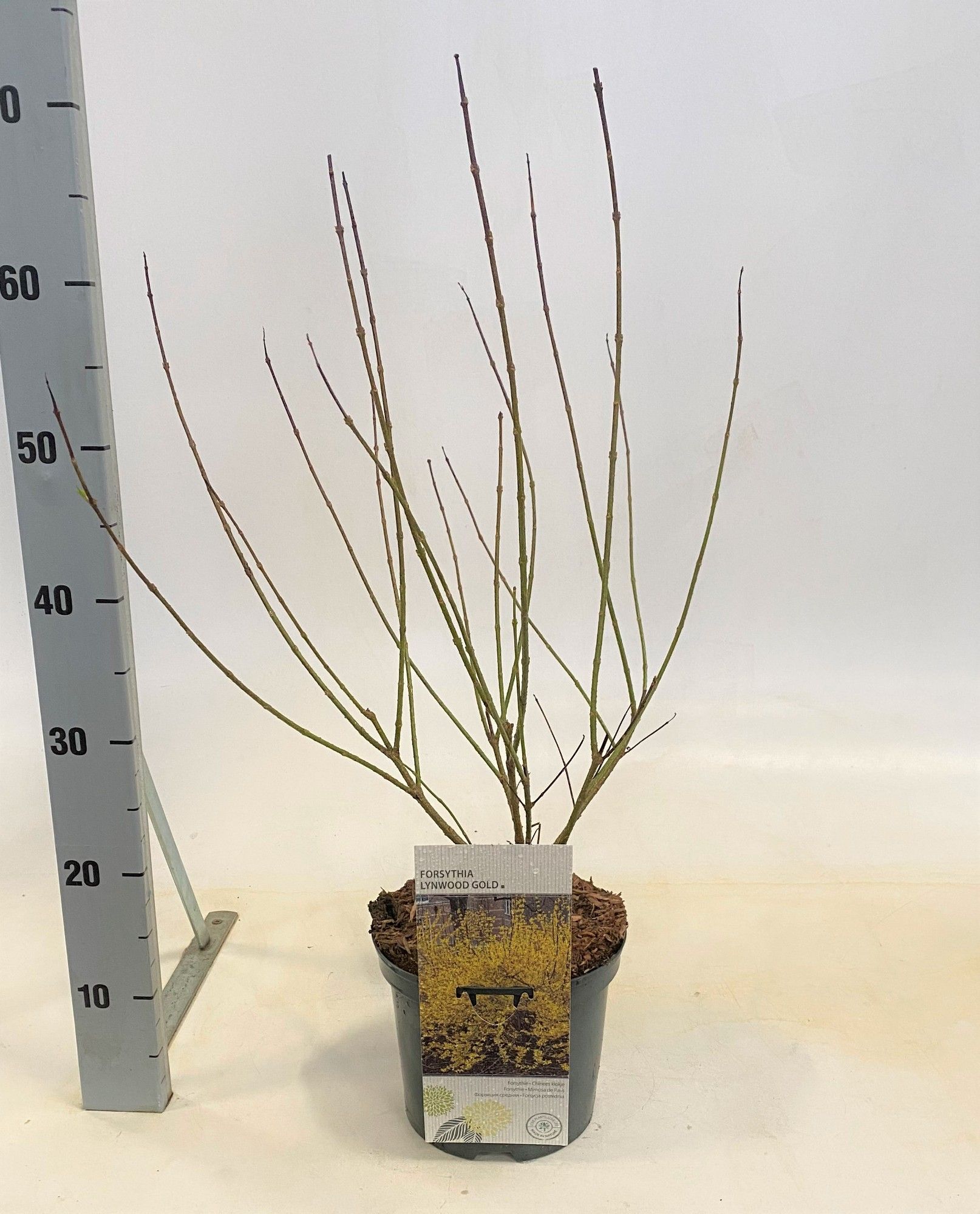 Forsythia intermedia Lynwood Gold, D 19