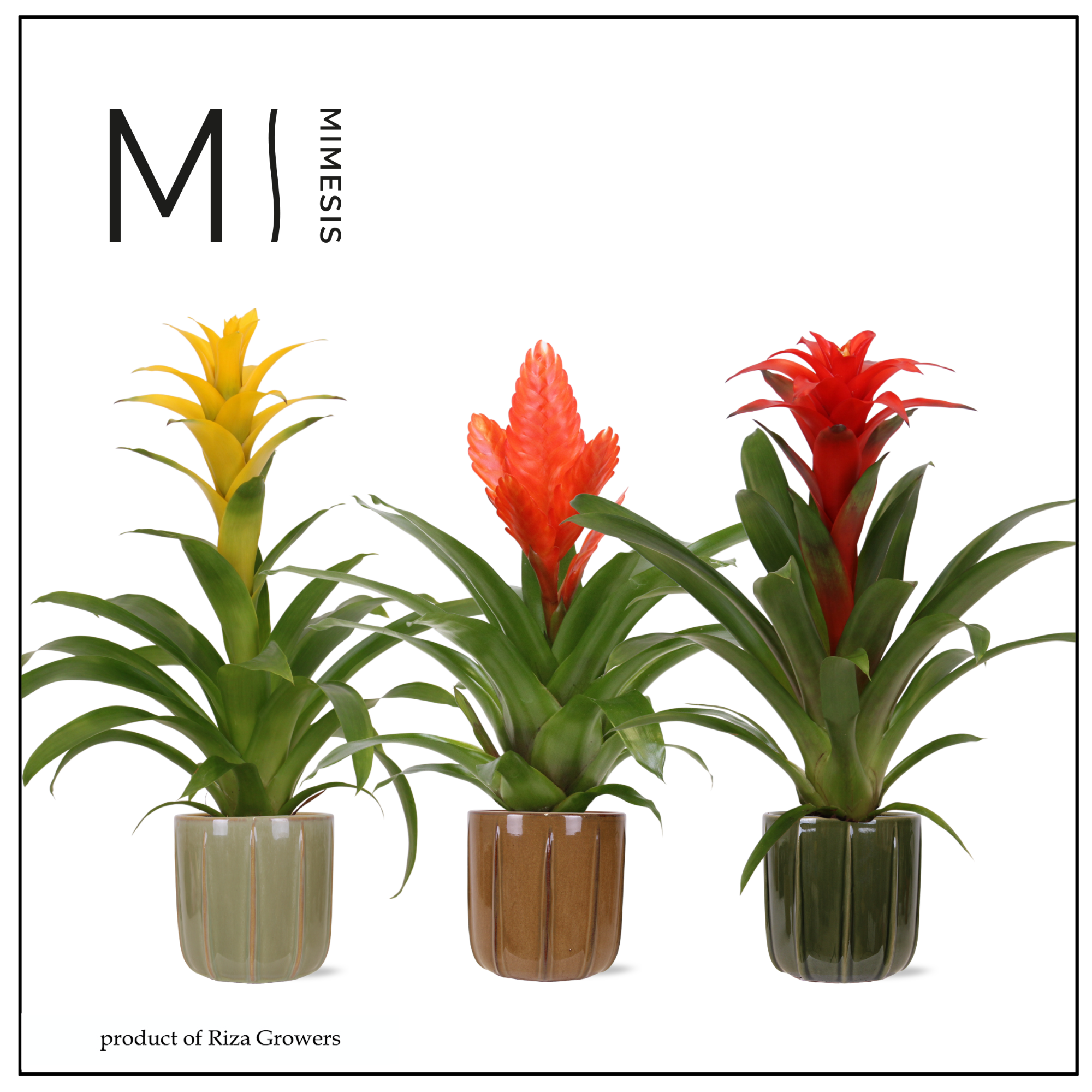 Bromelia Nature - 12cm in Peru | Mimesis, D 12
