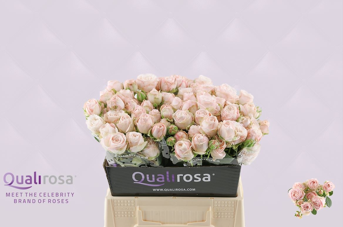 Роза куст. Бомбастик 40, шт.