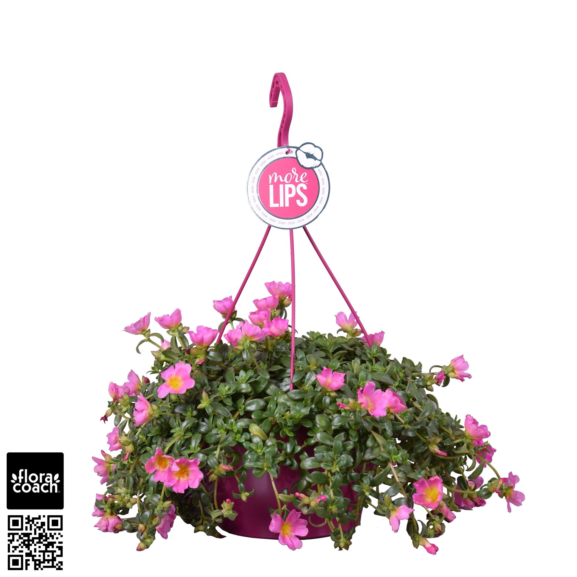 MoreLIPS® Portulaca Pink, D 25