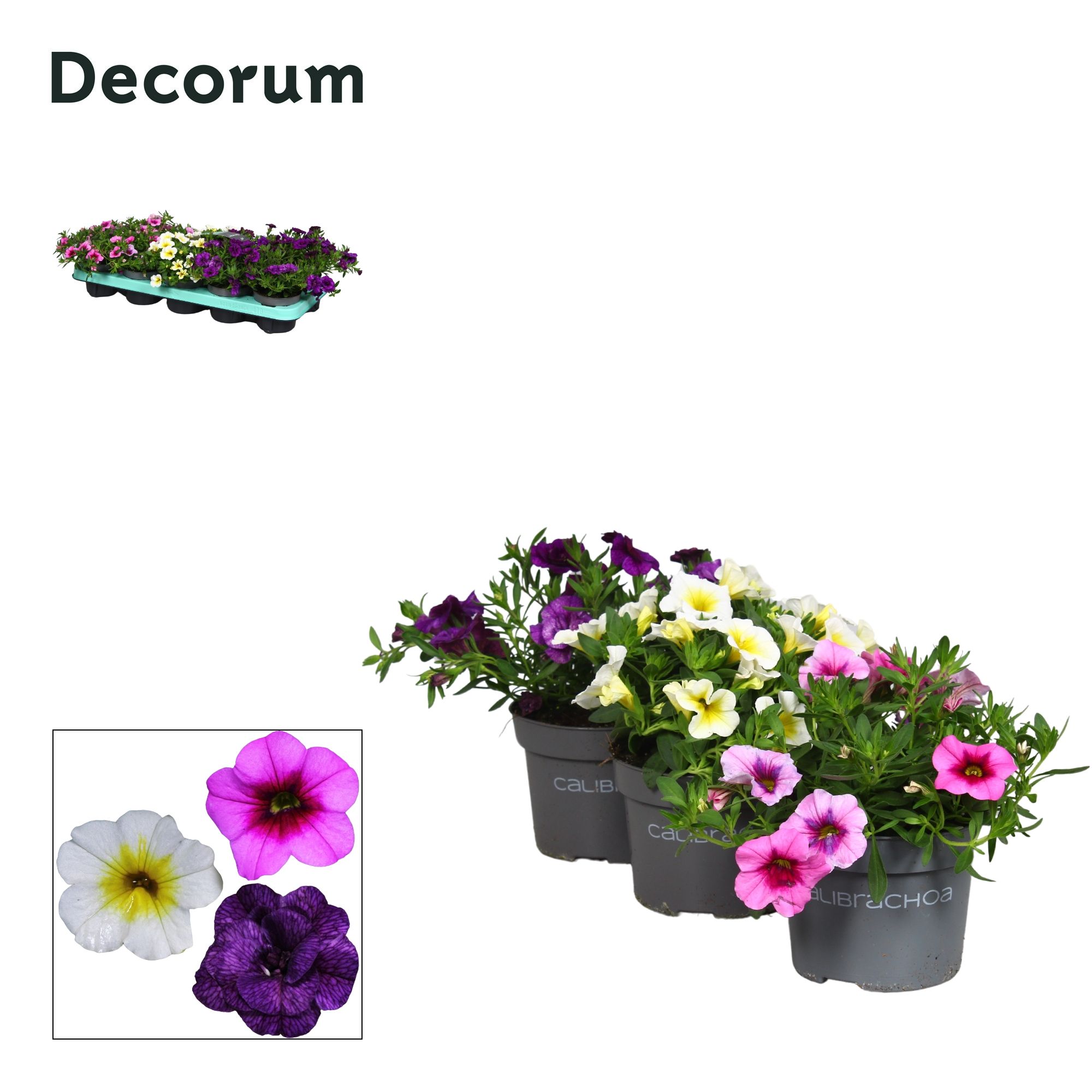 Calibrachoa - 10,5 cm - mix - Decorum, D 10,5