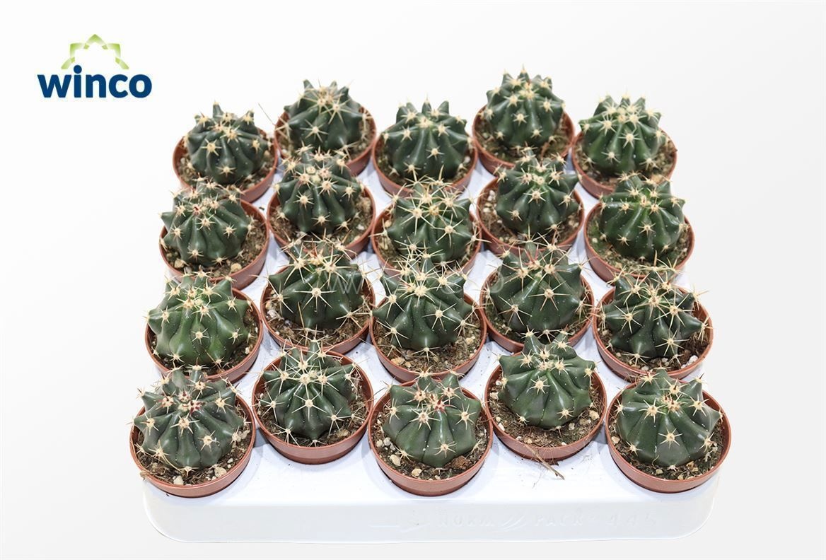 Ferocactus Townsendianus Brevispinus, D 5,5