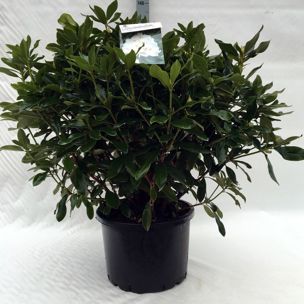 Rhodo. 'Cunningham's White' white, D 45