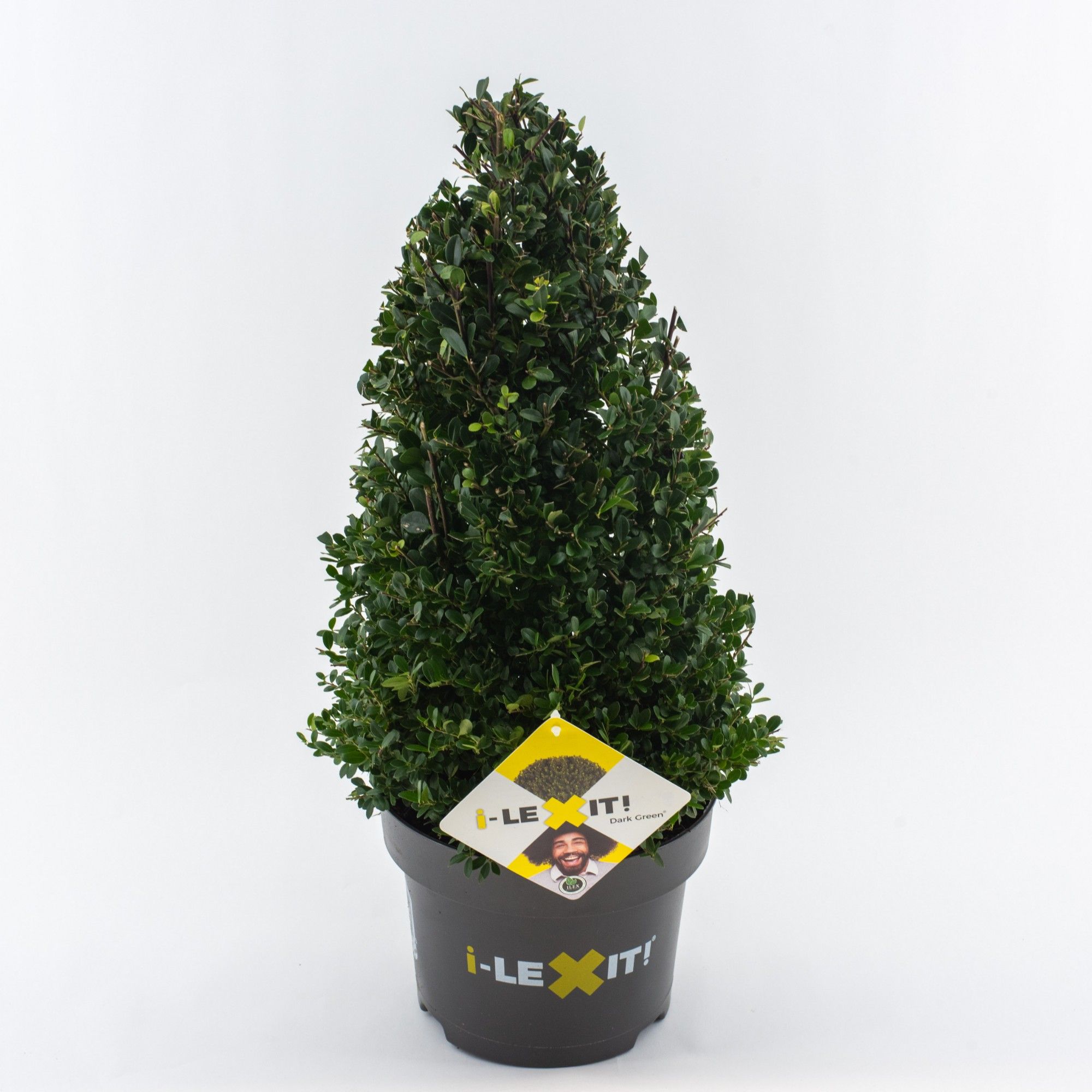 Ilex crenata Dark Green, P23, Kegel 40-50cm, D 23