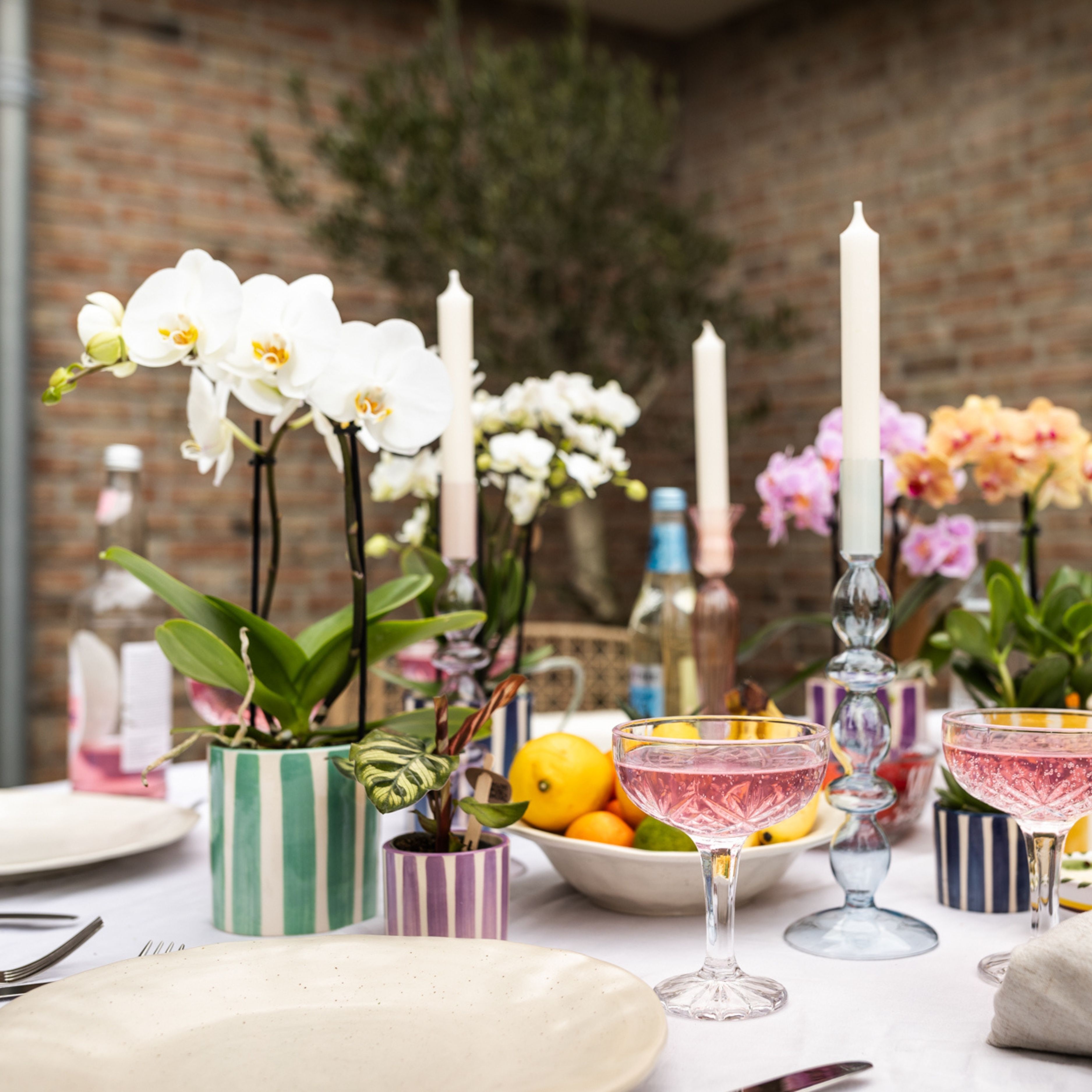 Kolibri Orchids Phalaenopsis mix 2 spike in Painted Stripe mix, D 9