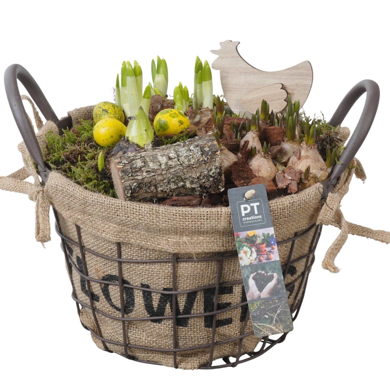 PTBMP5706 Arrangement Easter Bulbs Mix in gaasbak met metaal, D 25