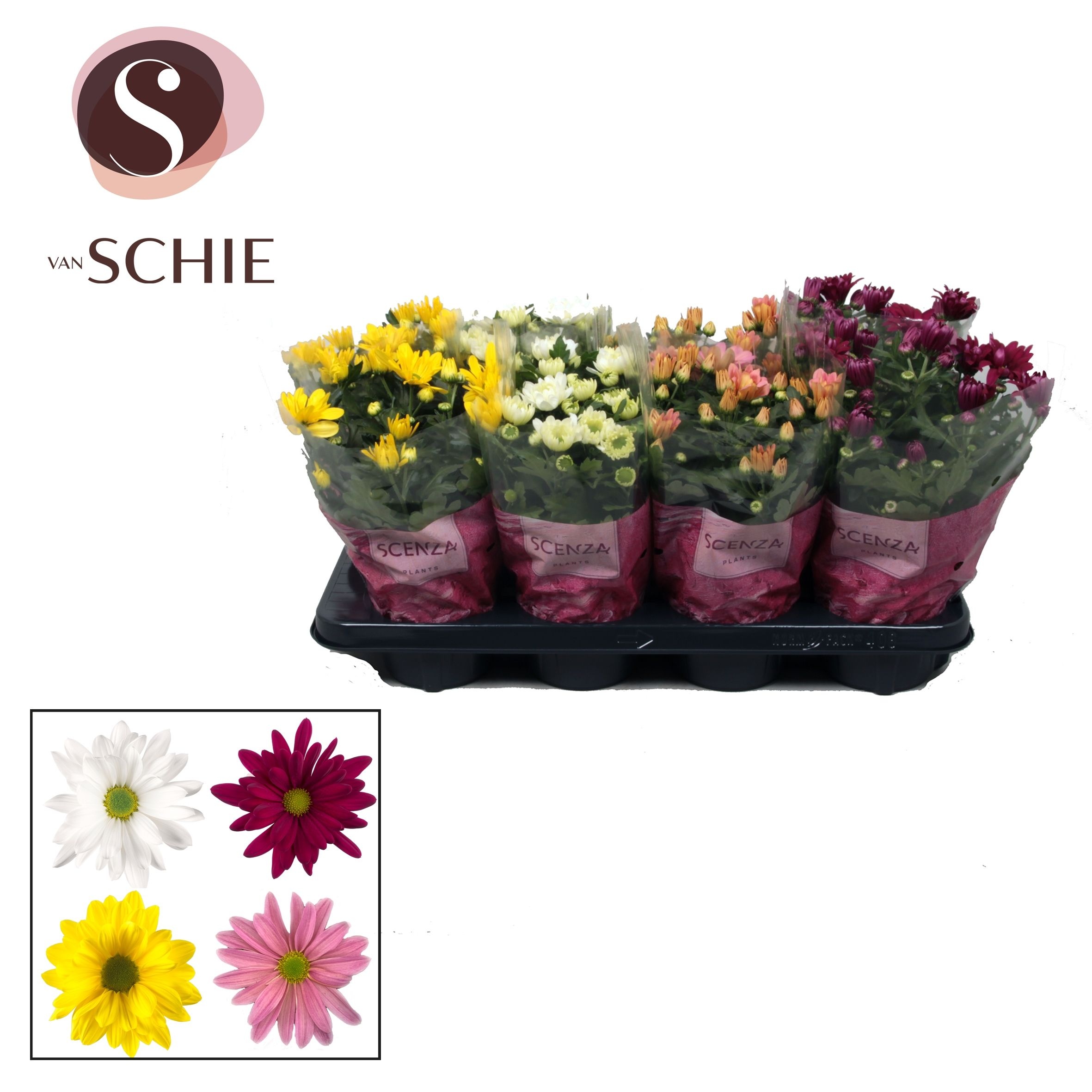 Chrysanne® Enkelbloemig Mix Stadium 1-2, D 13 cm Chrysanne® Enkelbloemig Mix Stadium 1-2, D 13 cm