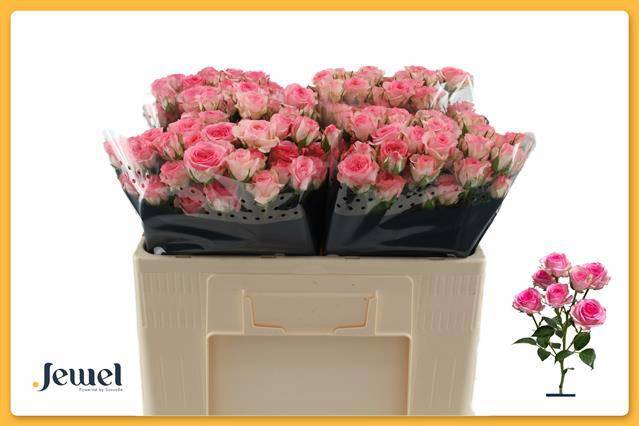 Роза куст. Тралала 50, шт.