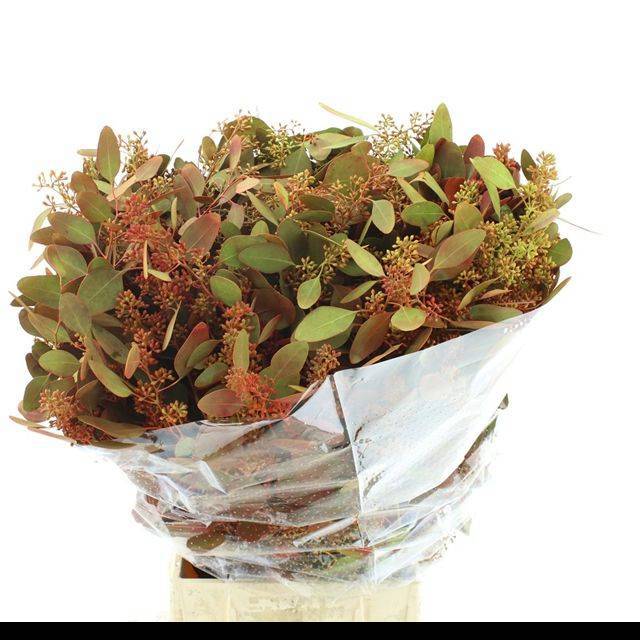 Эвкалипт Палиантемос Крашеный (с ягодами) за пучок (краш. ) 70, пуч.