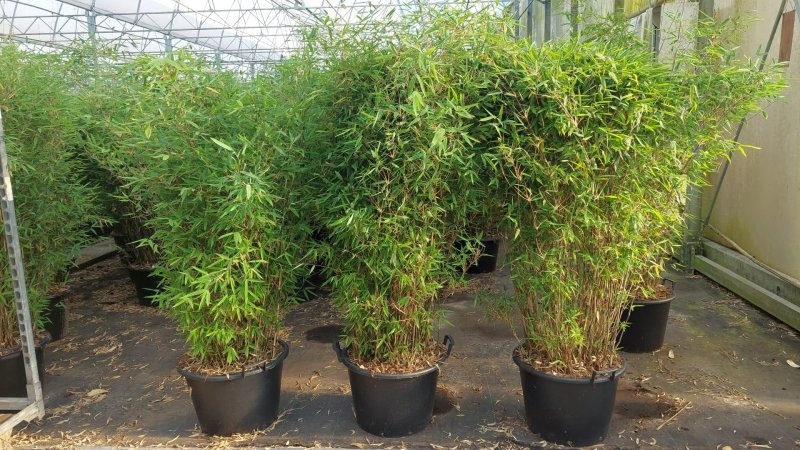 Fargesia 'Winter Joy', D 50