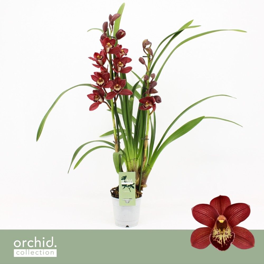 Cymbidium, Red Beauty Roy 2-spike 'Orchid Collection', D 12 cm