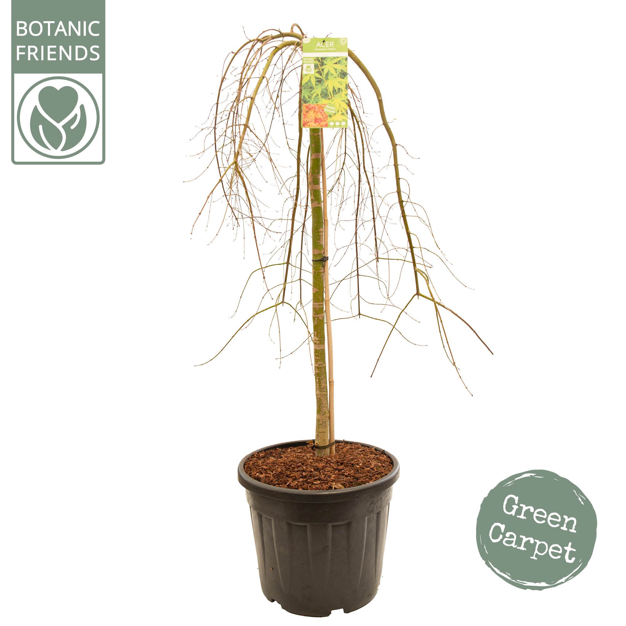 Acer palm. 'Ryusen' C35 halfstam, D 35