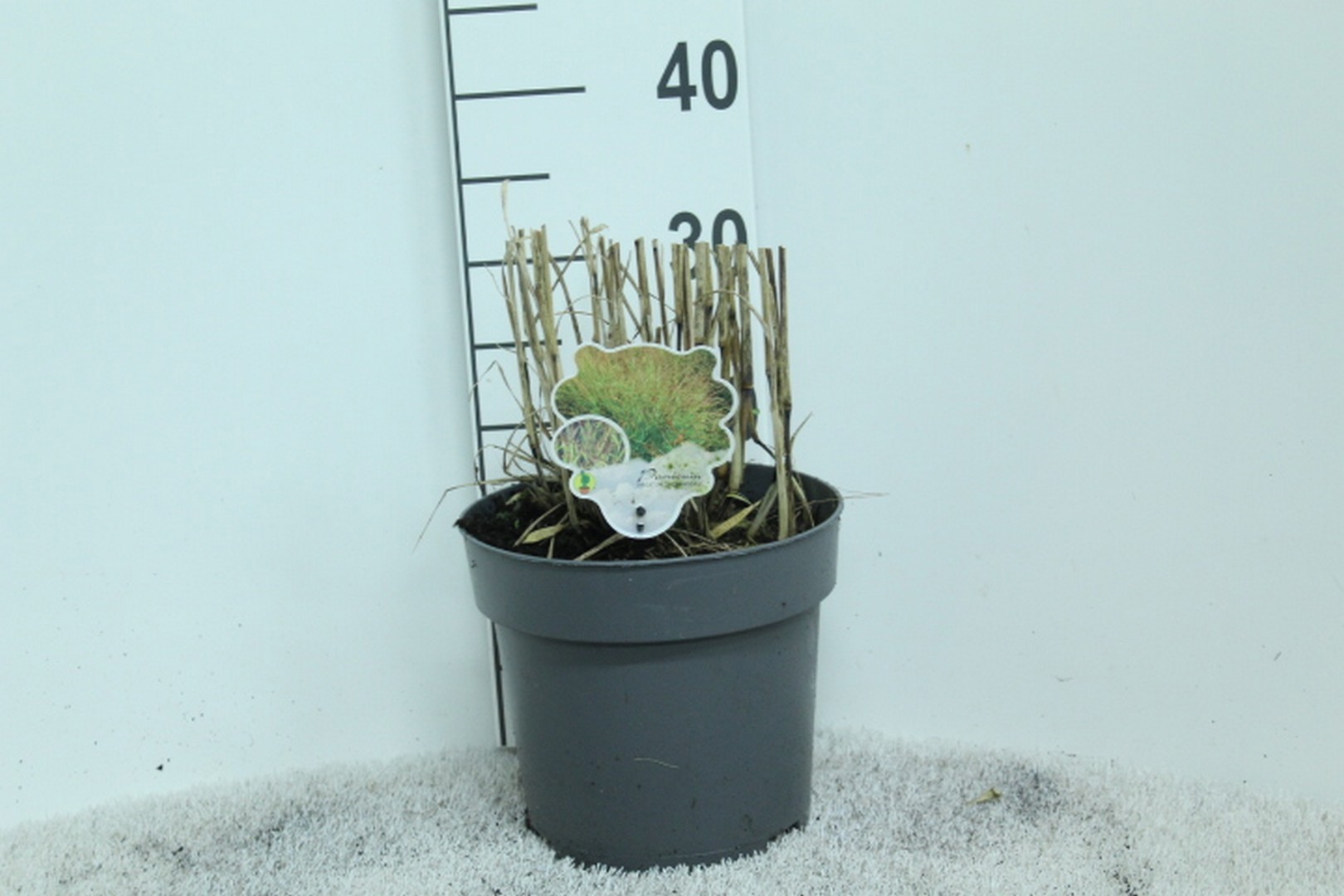 Panicum virgatum 'Shenandoah' P23, D 23