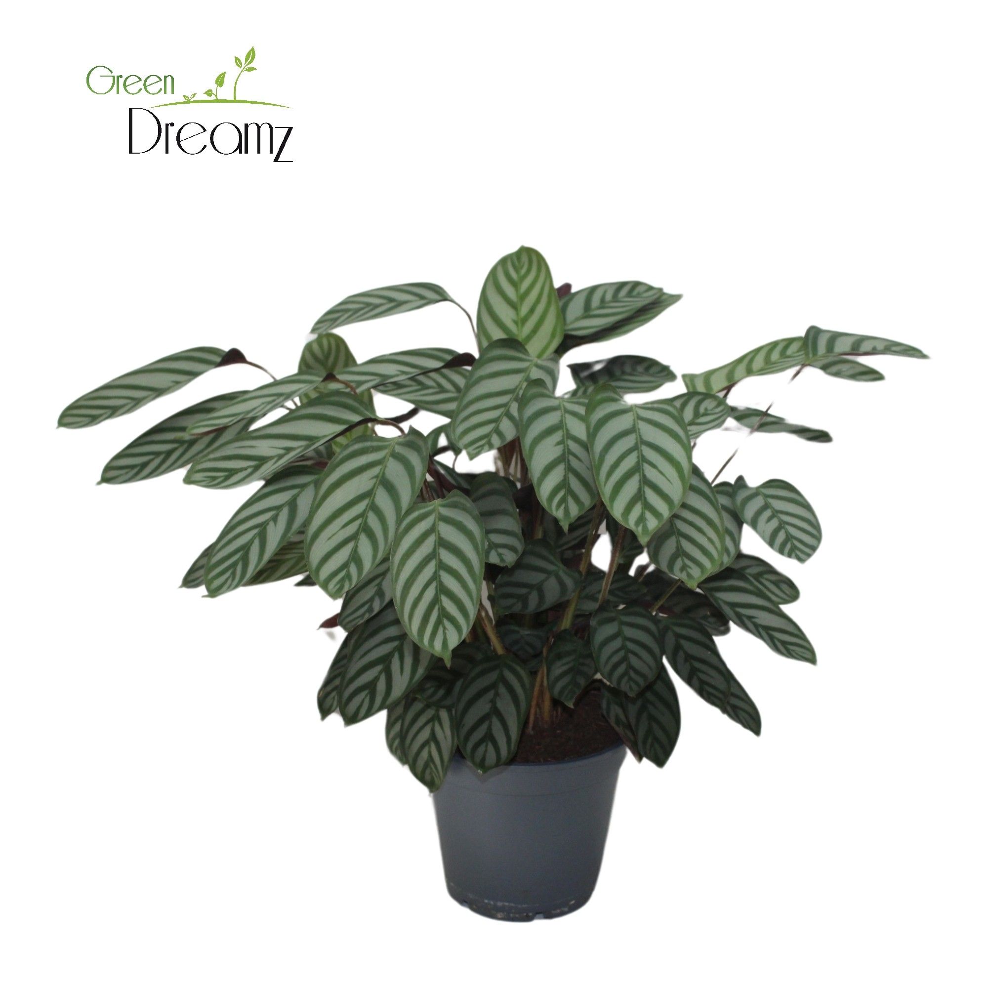 Ctenanthe Oppenheimiana, D 17