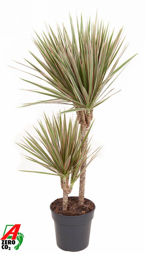 Dracaena Bicolor 45-15, D 19