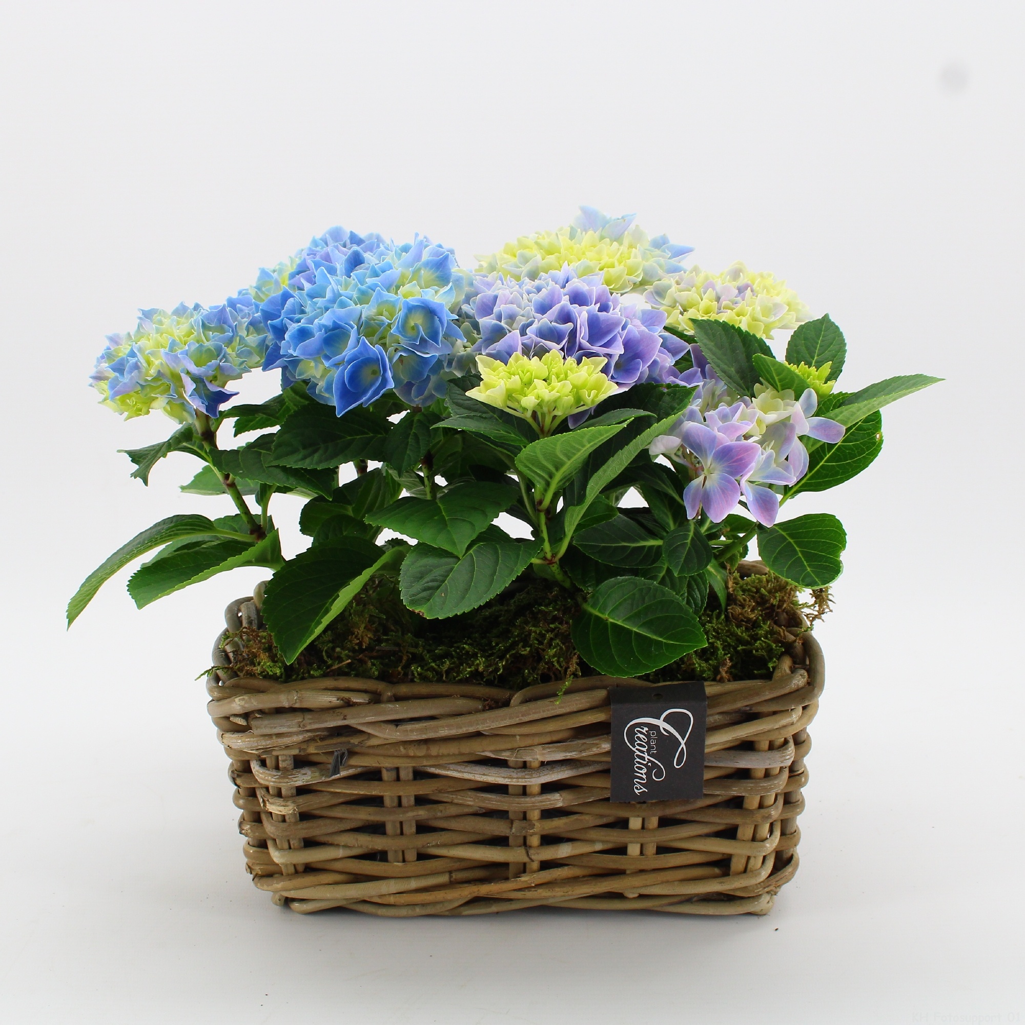 KHCR-2611B Hydrangea creations, D 27