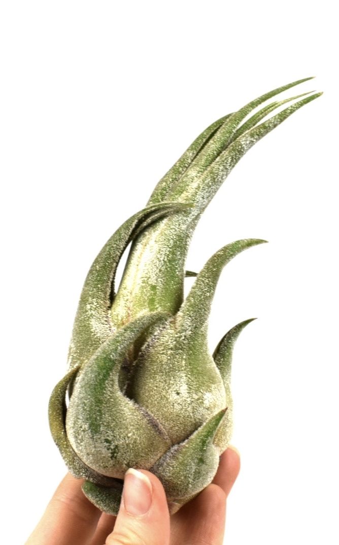 tillandsia seleriana, D 10