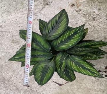 Калатея пинстрайп 12 30 (предзаказ)