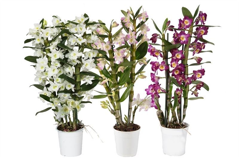 Dendr Nobile p12 mix 3T21+tros regular, D 12