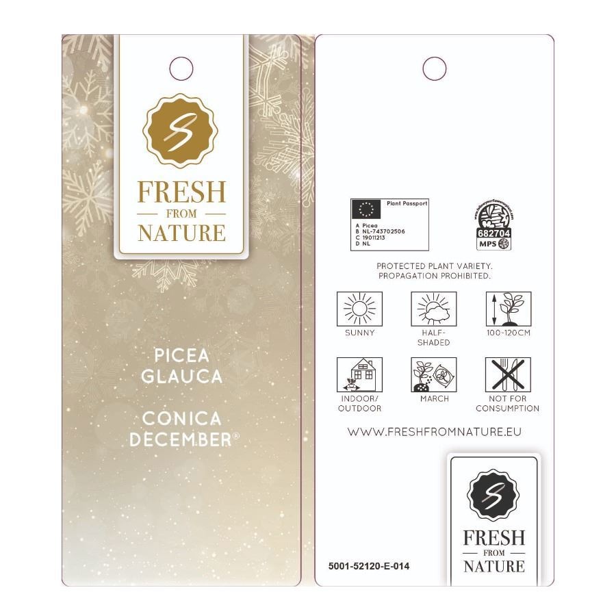 Picea gl. 'December'® P19 in Zinc X-mas Duo + Winterlight-Ski + Star on Loop, D 21 cm