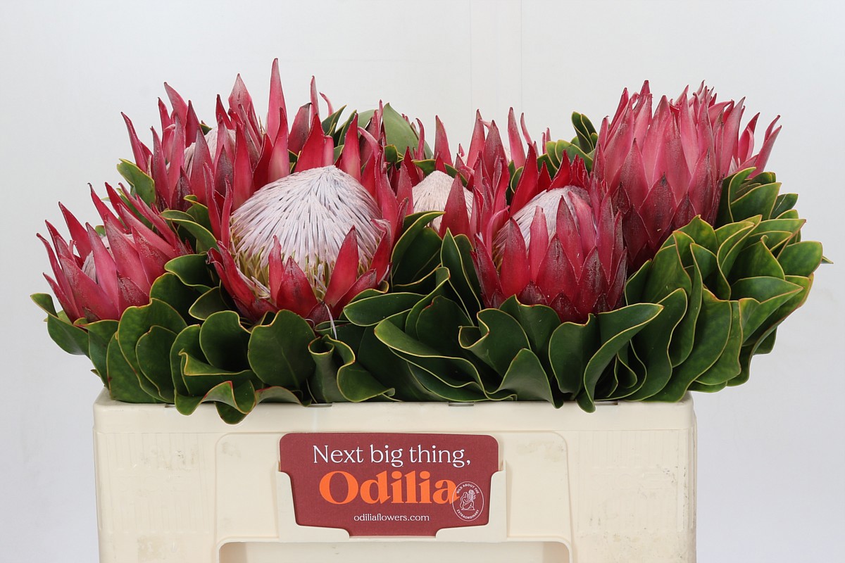 Протея Цинароидес Мадиба 50 (красн.), шт.