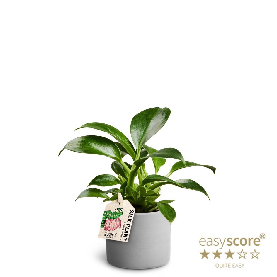 Raw Grey, Philodendron ´Green Princess´, D 7