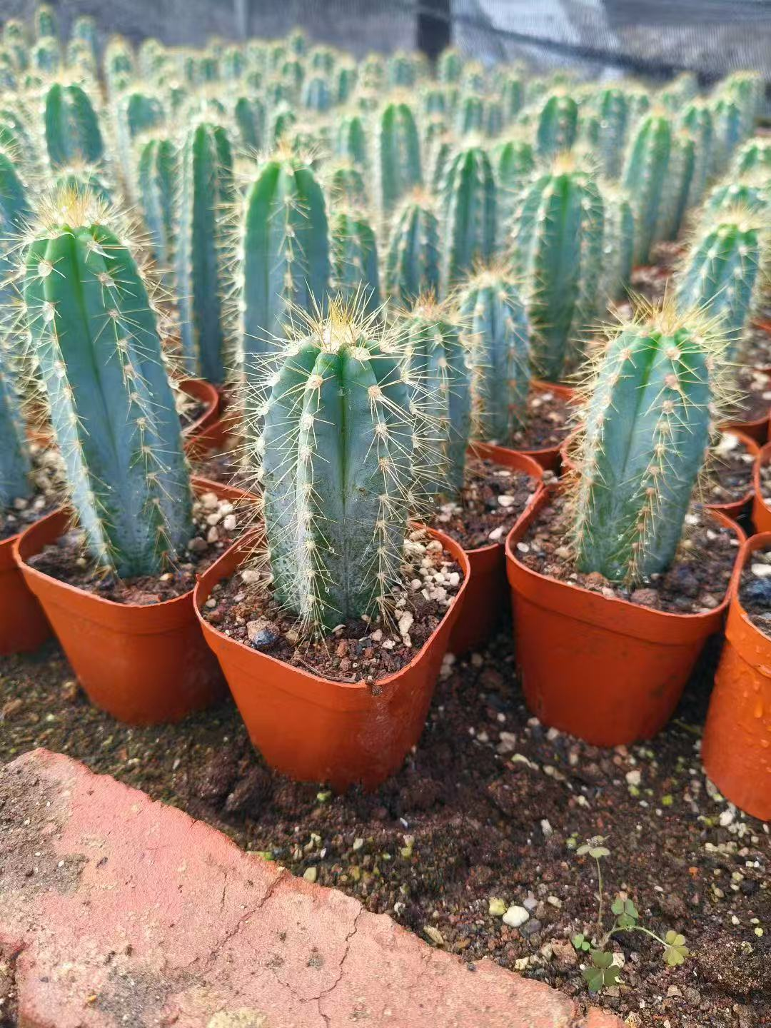 кактус Блю Пиллар 6 18