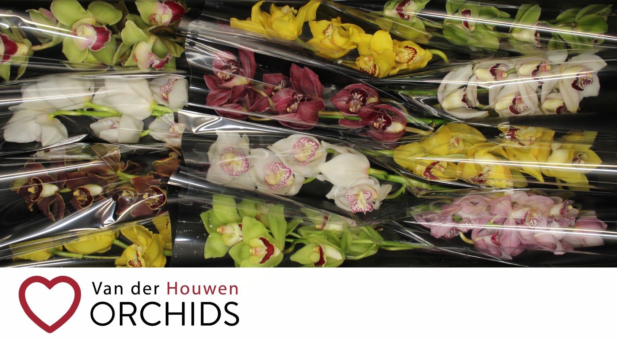 Цимбидиум Микс x12 50, шт.