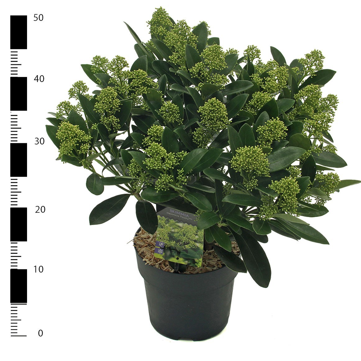 Skimmia jap. 'Finchy', D 19