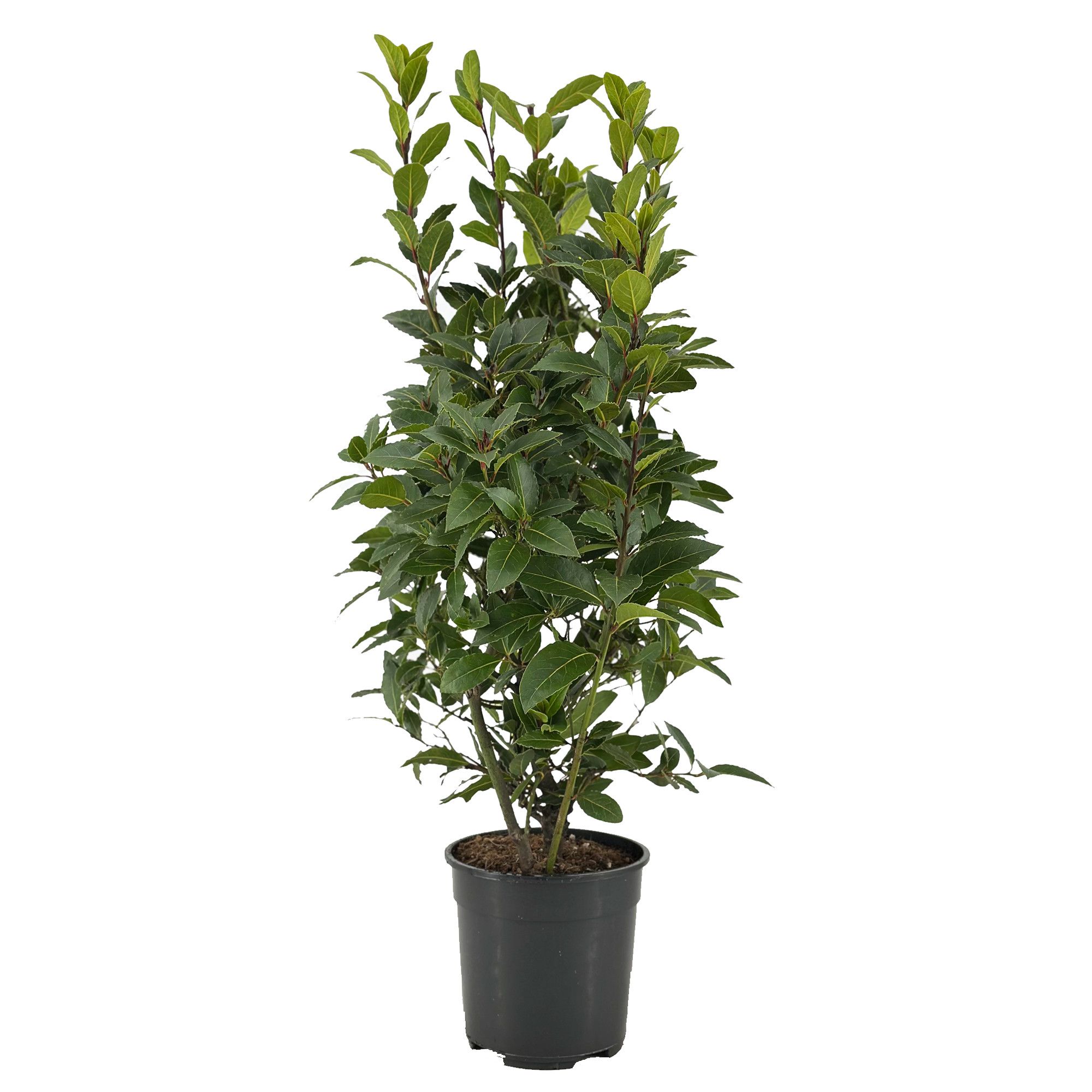 Laurus nobilis Struik, D 20