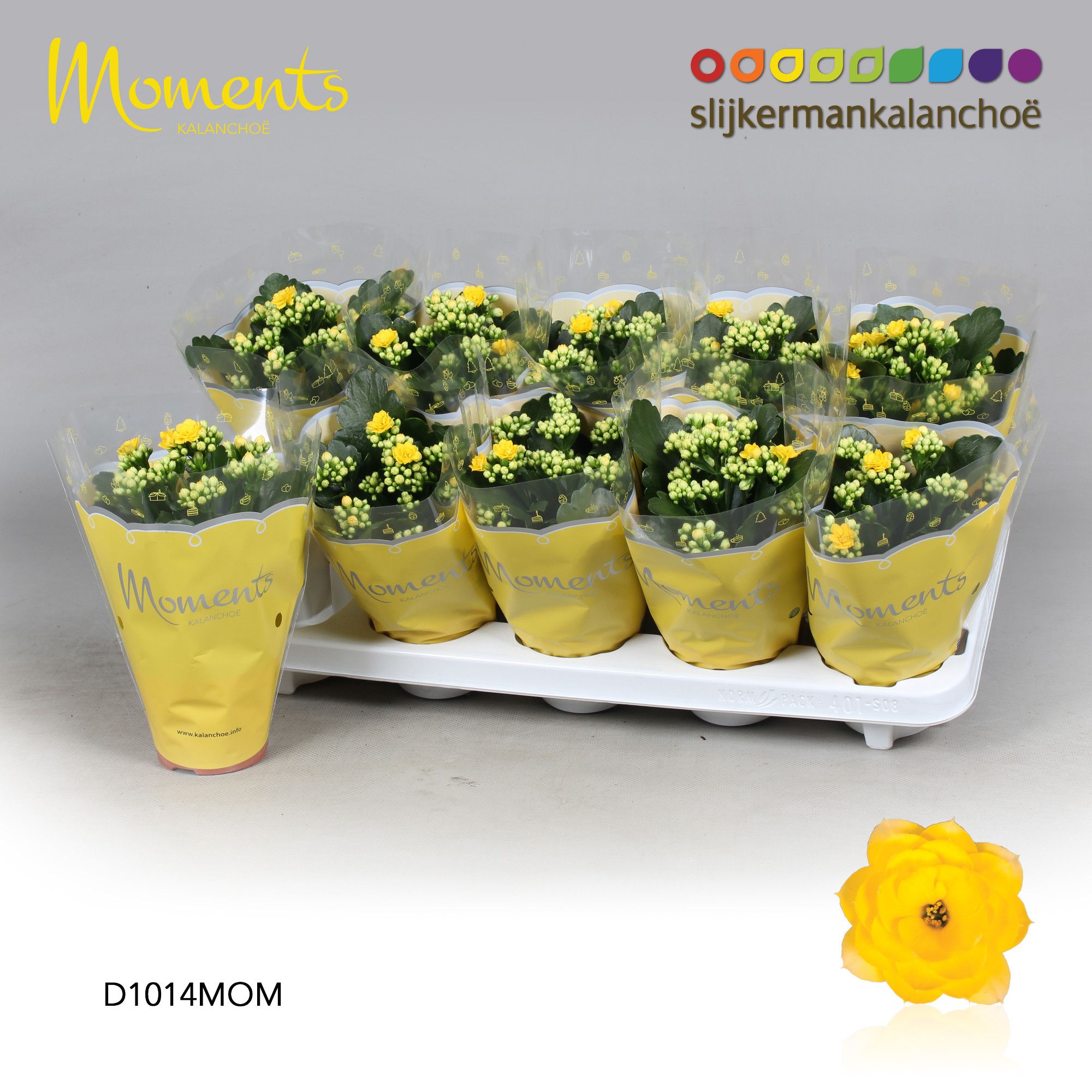 Kalanchoe Moments - Yellow, D 10,5