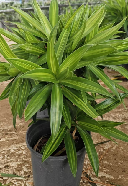 Драцена 1-галлон лили бамбук 18 47