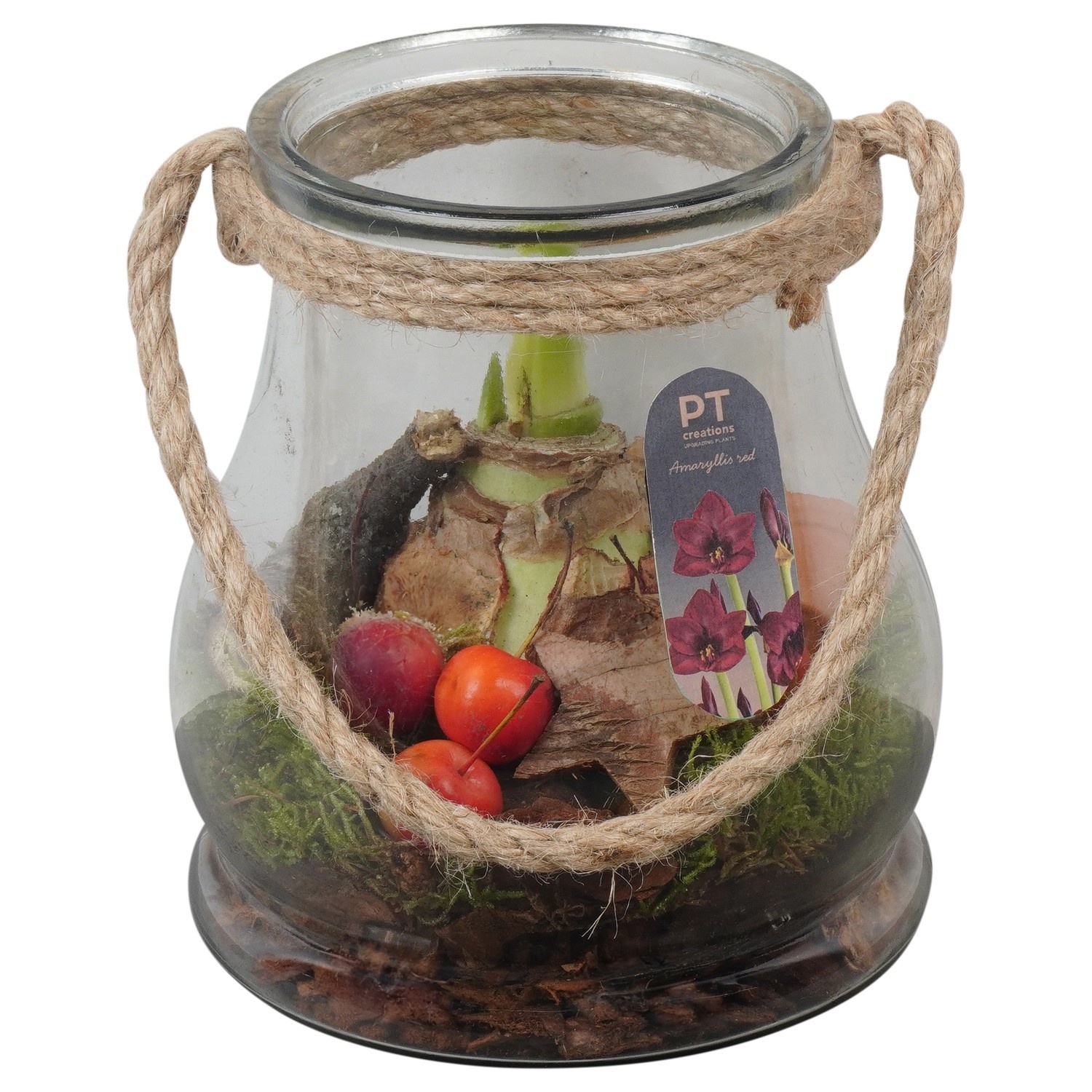 PTACH2405 Arrangement Amaryllis Christmas in glazen vaas, D 16