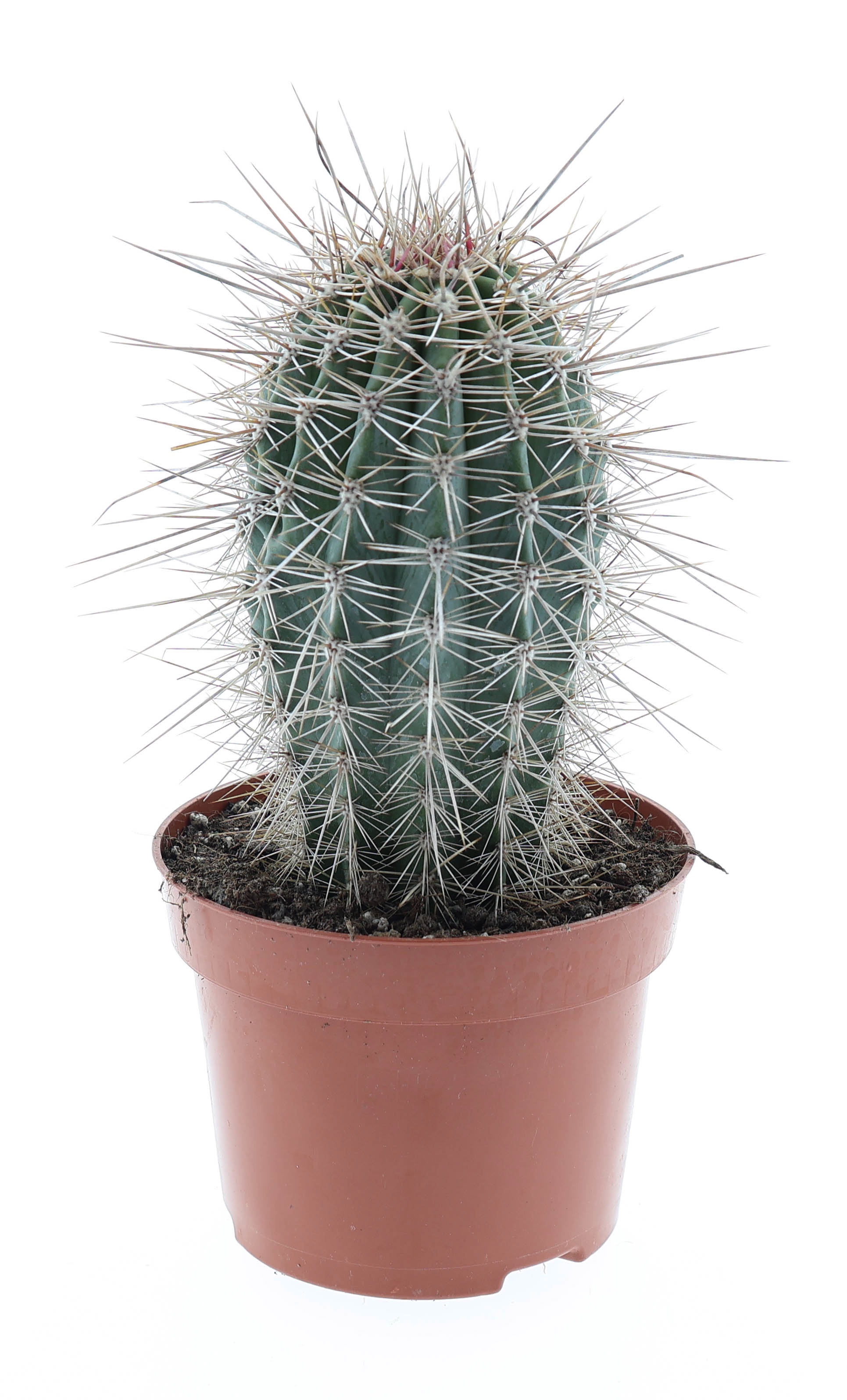 Pachycereus pringley E, D 12