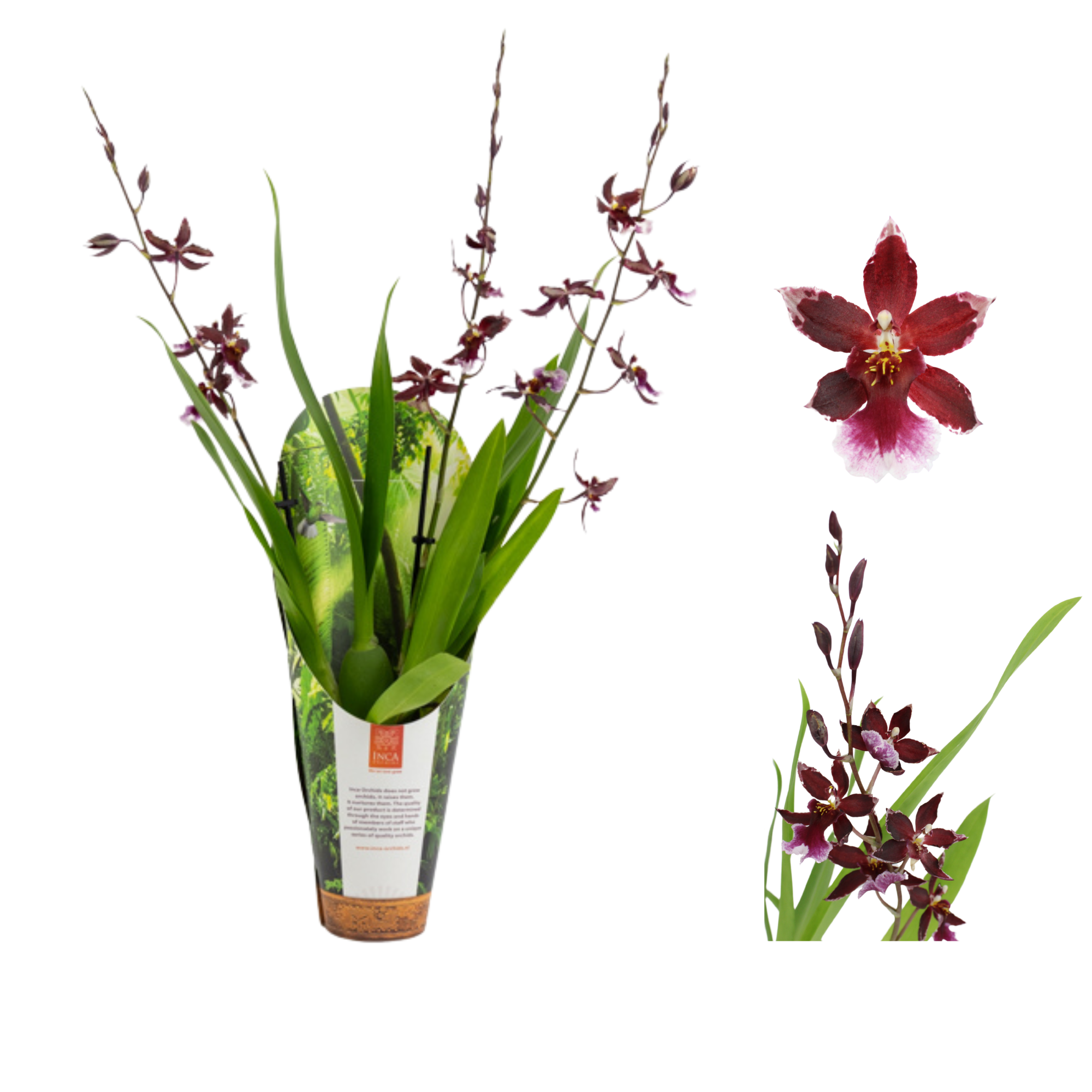 Inca Cambria Barrocco Red 3 spike 9cm in luxury jungle cover, D 9