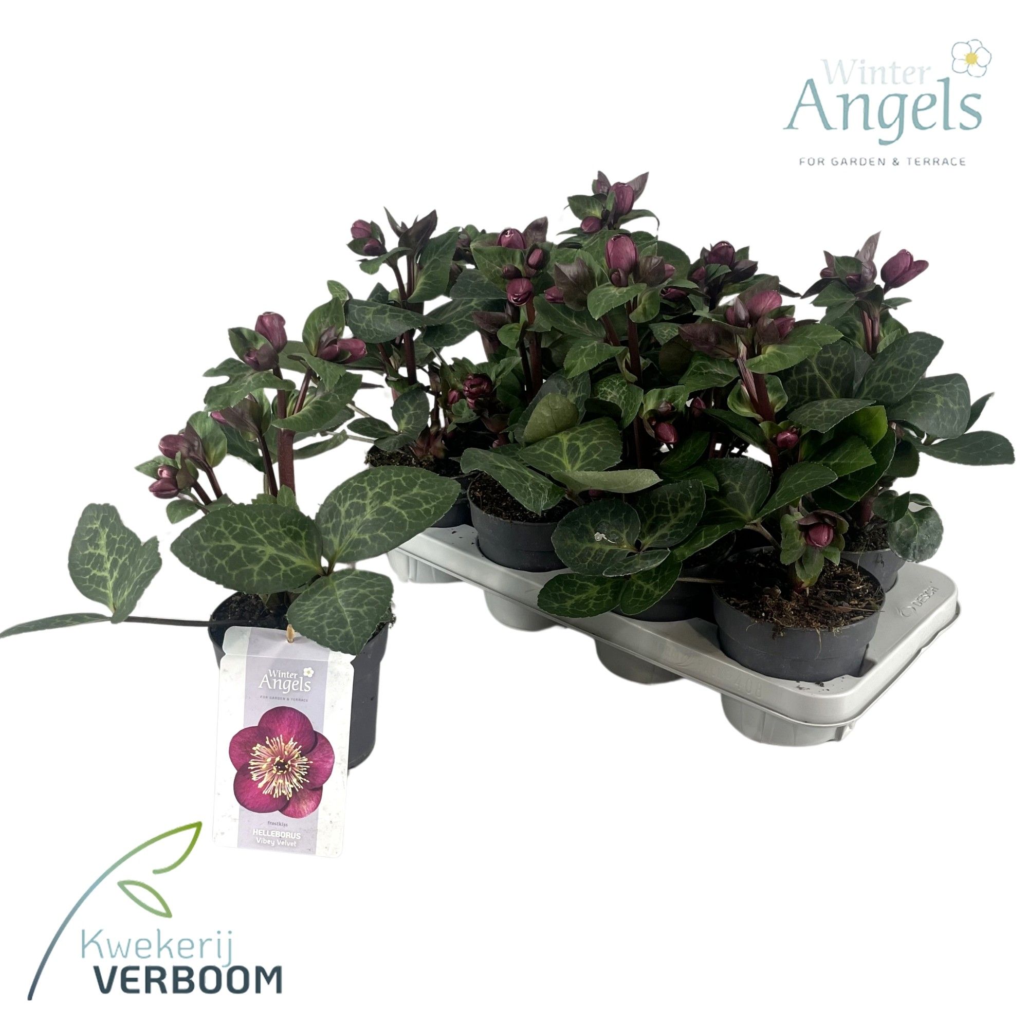 Helleborus Frostkiss Vibey Velvet, D 13
