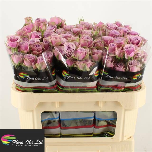 Роза куст. Перпл Скай 70, шт.