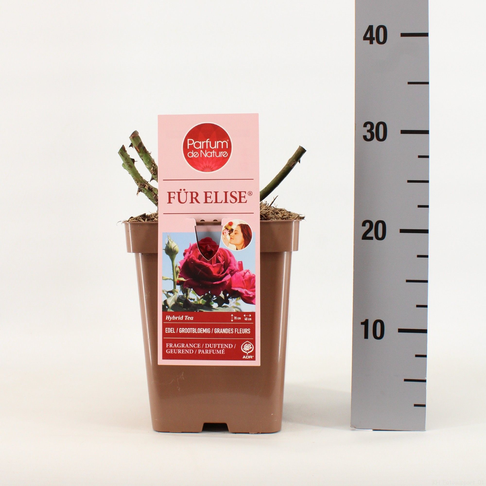 Rosa Für Elise ® 'Parfum de Nature', C5, D 23