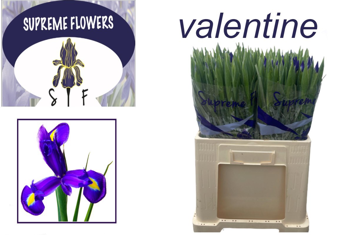 Ирис Валентайн, шт.