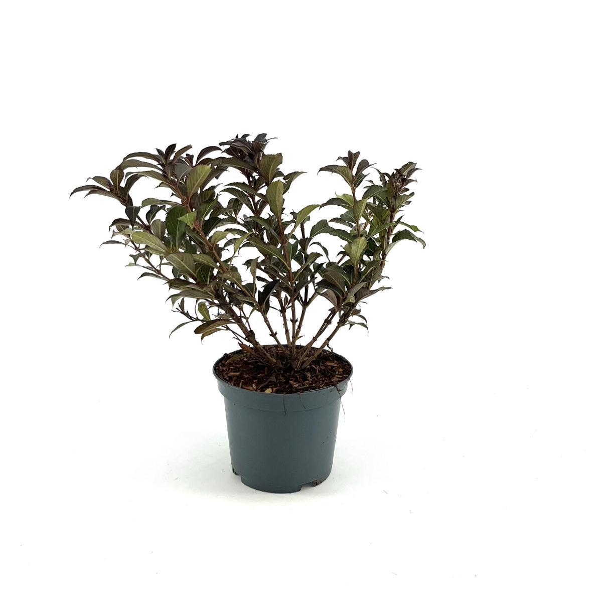 Weigela Black and White, D 19